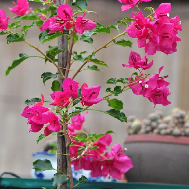 半日花真的是花开半日吗？...