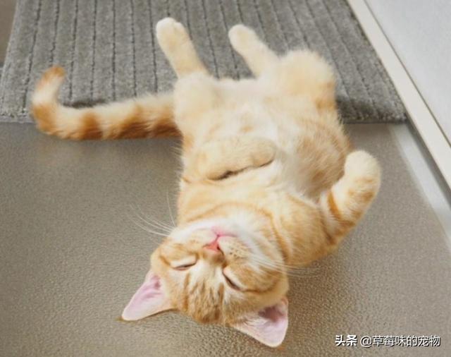 小橘猫每次玩累了倒头就睡,跟突然断电一样,太可爱了