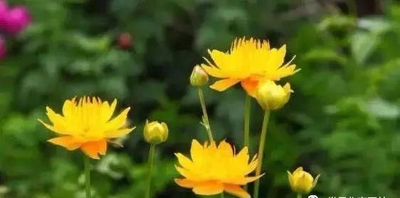 李永军格律诗一组:北国春城之花