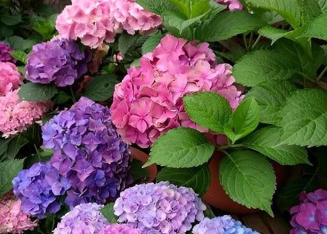 绣球花扦插不活有几个原因,要避开,顺利生根,30度也能