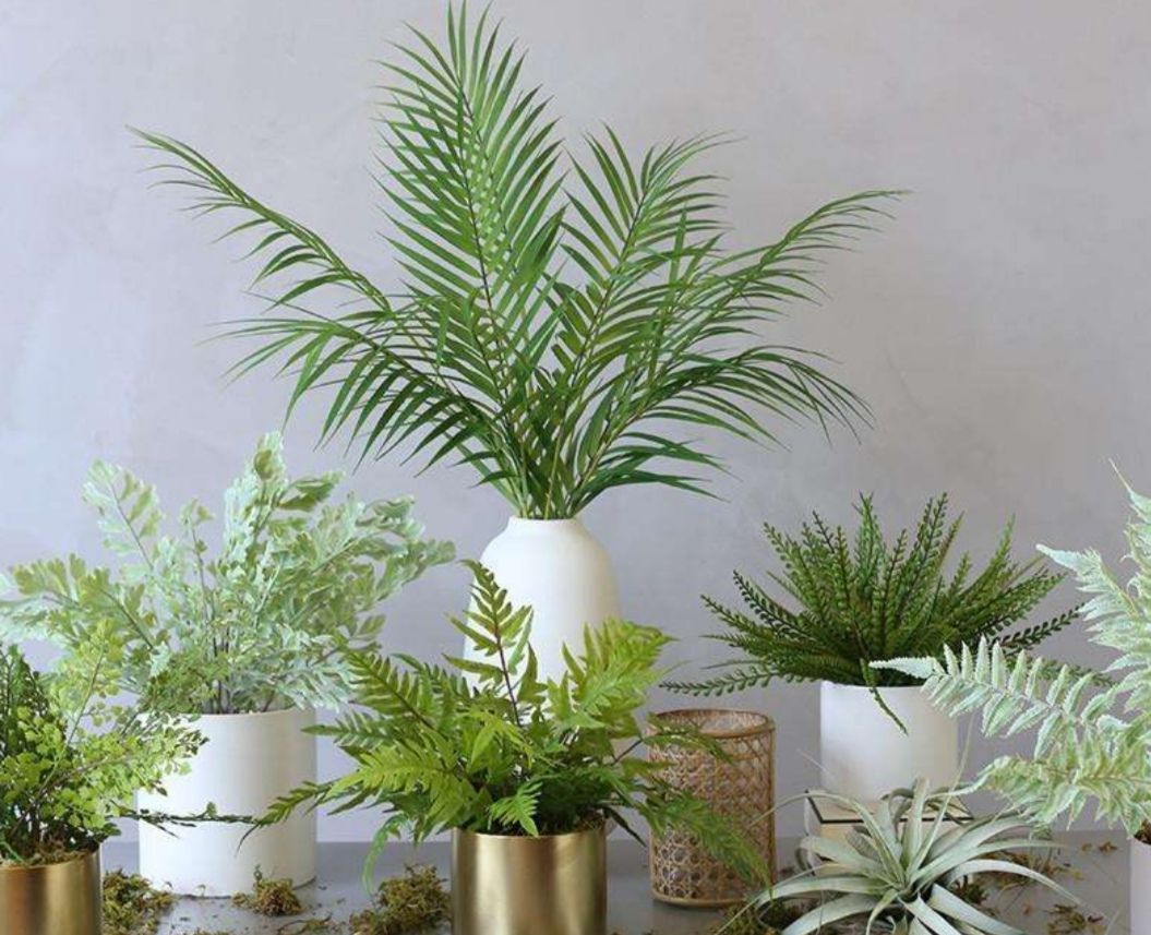 客厅养4种"大叶植物",清新自然,美观大方,还能改善空气质量