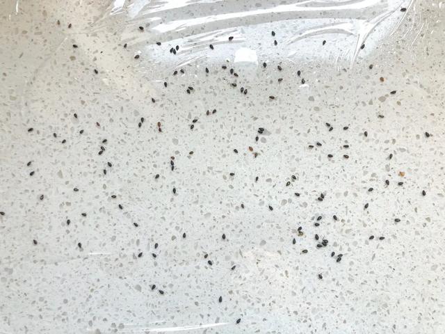 吃剩的油条不要扔,裹进米饭里,就让上海人为它排了20几年队