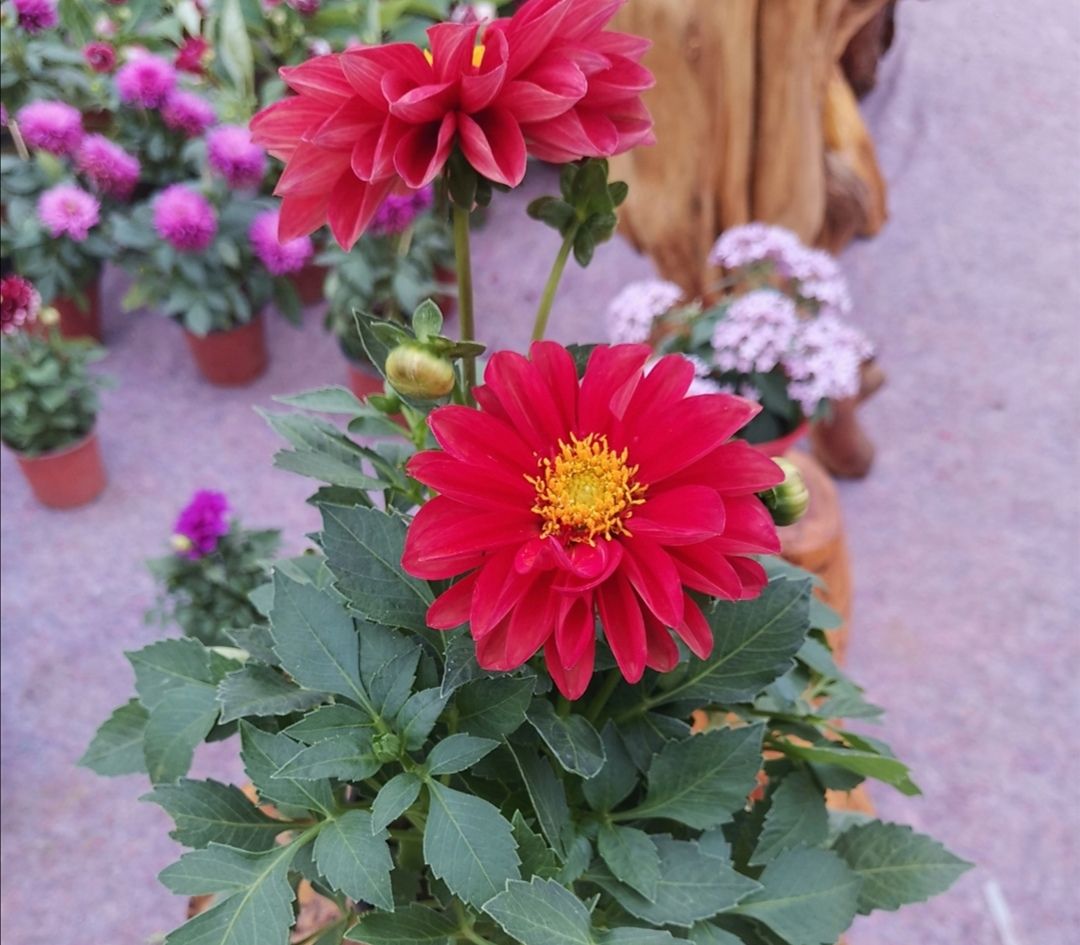 1种"地瓜花",开花时间长,花朵硕大美艳,适合盆栽观赏