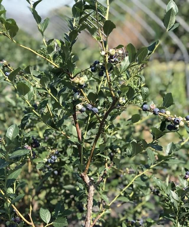蓝莓:仲夏里的冷系水果!我们的网友订购有优惠哦!