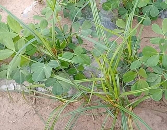 花生田香附子、牛筋草等恶性杂草,用这几个配方,一遍就能铲除