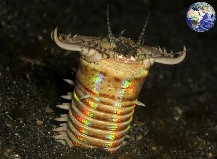世界上最恐怖的虫子,也是海底最恐怖的存在,还会咬人