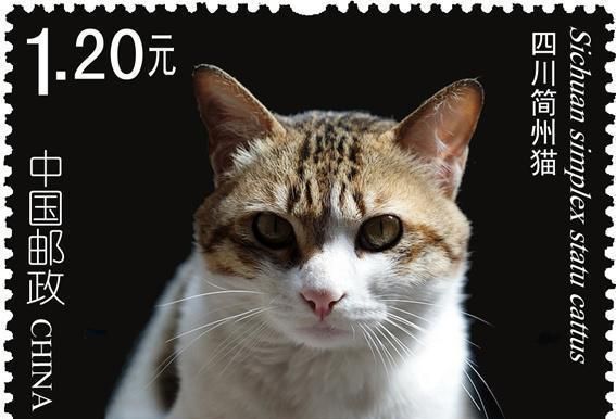 中国有哪些品种的猫?中国本土猫种类大全