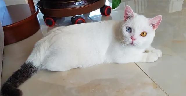 中国有哪些品种的猫?中国本土猫种类大全