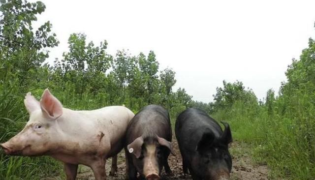 北大才子当年卖猪肉被笑,现在年营业额18亿,座驾却出奇的便宜