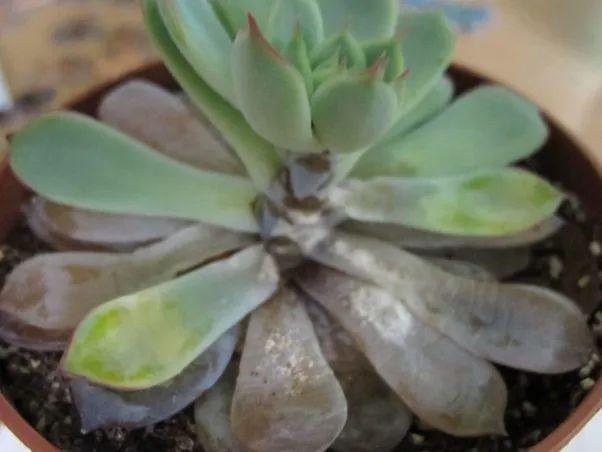 天气变热后,多肉植物盆栽叶子一碰就掉,底部的叶子还变黄化水