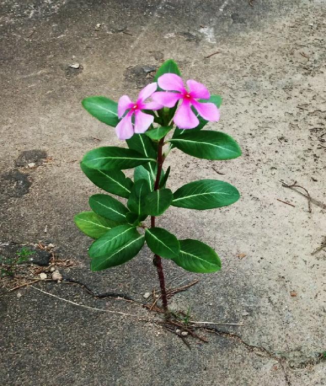 真正的花坚强,墙缝,地缝都能长,开花特别旺!