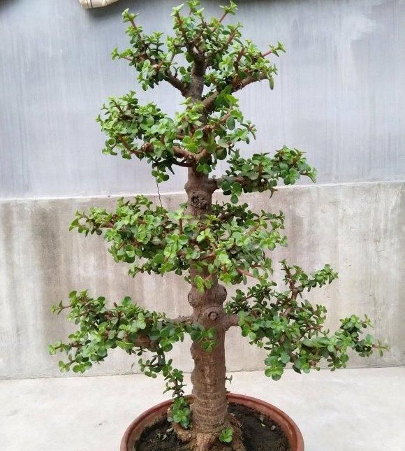 养金枝玉叶,抓住5个时机,叶片饱满油亮,普通造型变成大气老桩