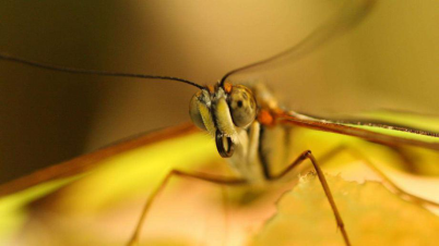 疫情抄底反弹，夏季蚊子会传播新冠病毒吗？