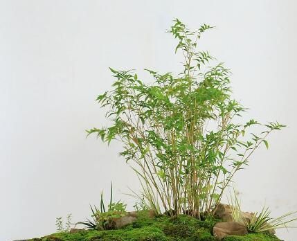 如何养护好米竹盆栽?注意掌握好这6个要素