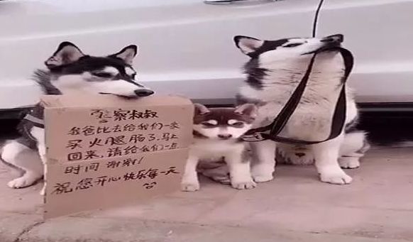 宠主怕车被贴罚单,留下家里的二哈看车!网友:这二哈不