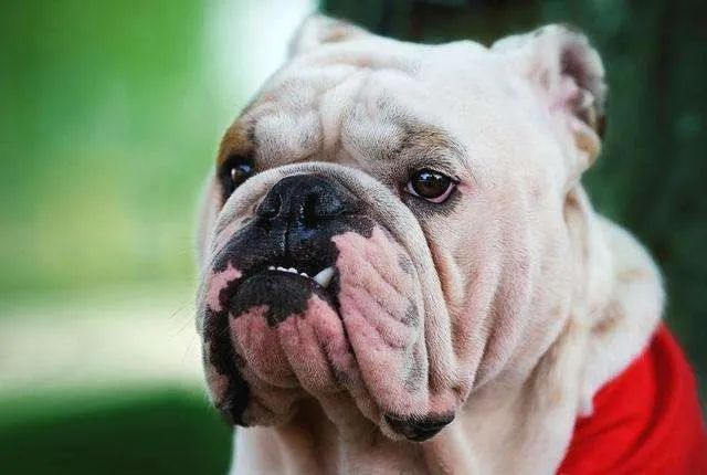 吉利ICON、长安UNI-T都这么拼,哈弗大狗靠什么C位出道?