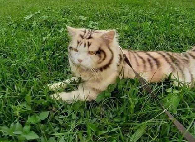 白猫总被其他猫欺负,主人把它染成"小老虎,猫:这下霸气多了