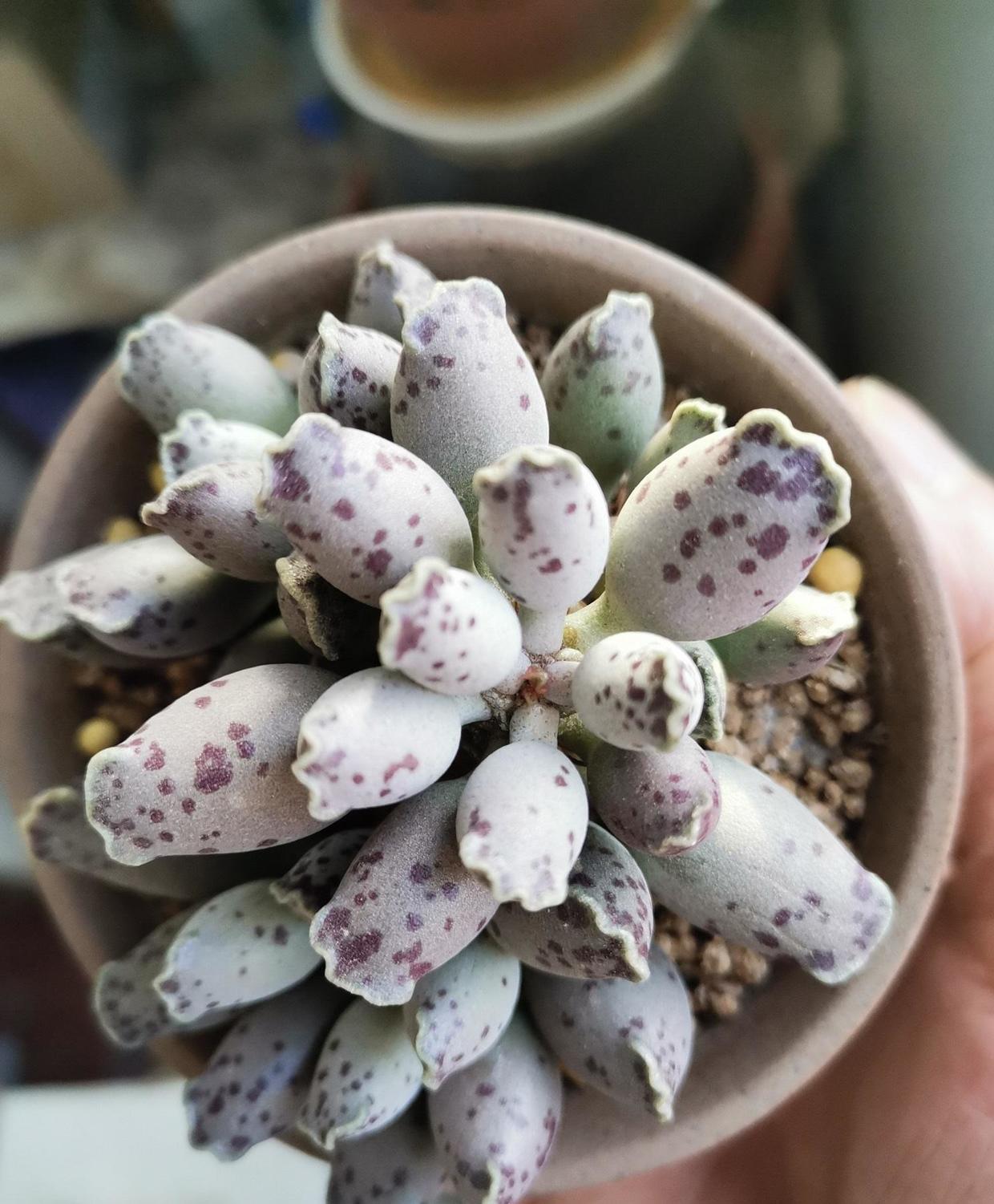 多肉中的萌宠越养越胖它就是海豹现在便宜赶紧养一盆