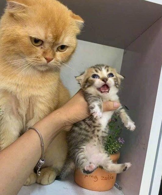 母猫生下独子猫爸对孩子一脸冷漠这毛色肯定不是我亲生的