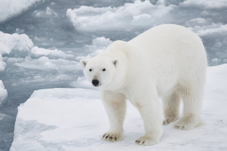 为什么南极没有北极熊,北极熊可以在南极生存吗?