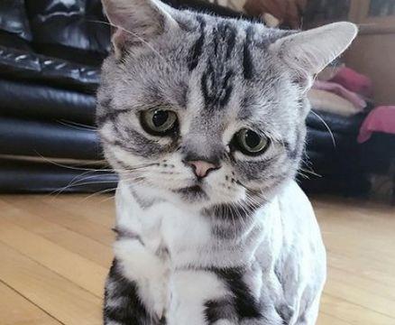 猫的照片伤感 c1e1-ivmqpci3741202.jpg