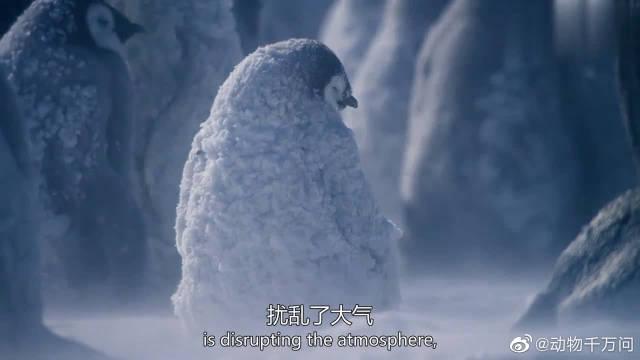 小企鹅在暴风雪中迷路,最后死在风雪中,真是让人心疼!