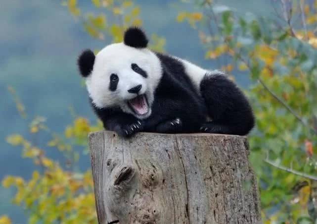地球上5种"最可爱"的动物,但它能轻松杀了你,大熊猫上榜