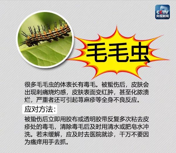 饭后散步被虫子咬一口,阿婆紧急送进ICU!遇到这些虫子千万要小心