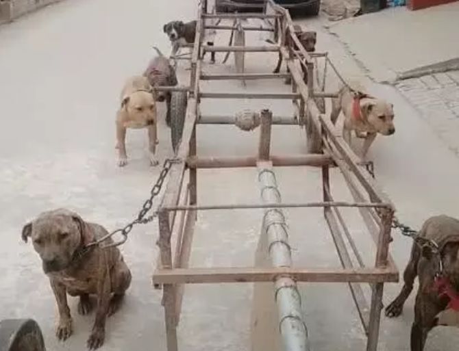 为了训练比特犬,主人自制架子车,狗狗一开跑,根本追不