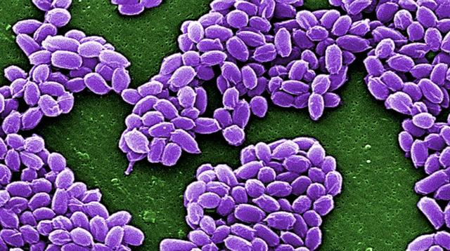 北极现40000年远古生物,已确定种类,人类最担心的问题在发生?