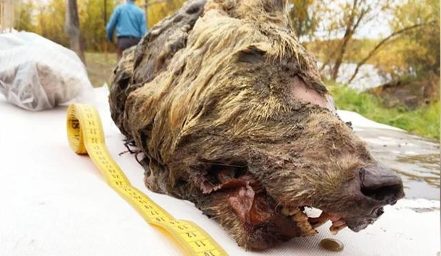 北极现40000年远古生物,已确定种类,人类最担心的问题在发生?