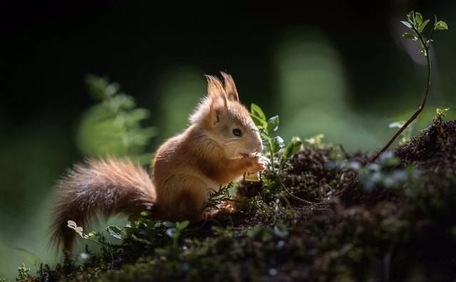瑞典森林中的小松鼠,可以说灰常可爱了
