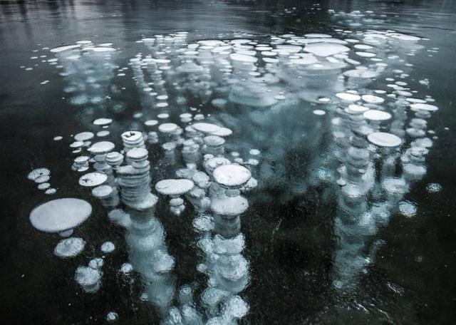 北极现40000年远古生物,已确定种类,人类最担心的问题在发生?