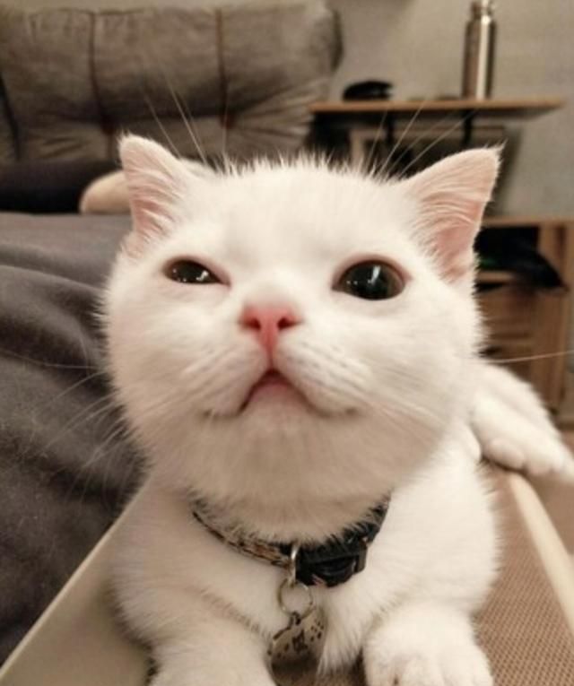小猫咪是一只曼赤肯短腿猫,它不仅长相呆萌可爱,性格也十分温和,只要