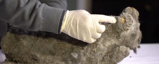 北极现40000年远古生物,已确定种类,人类最担心的问题在发生?