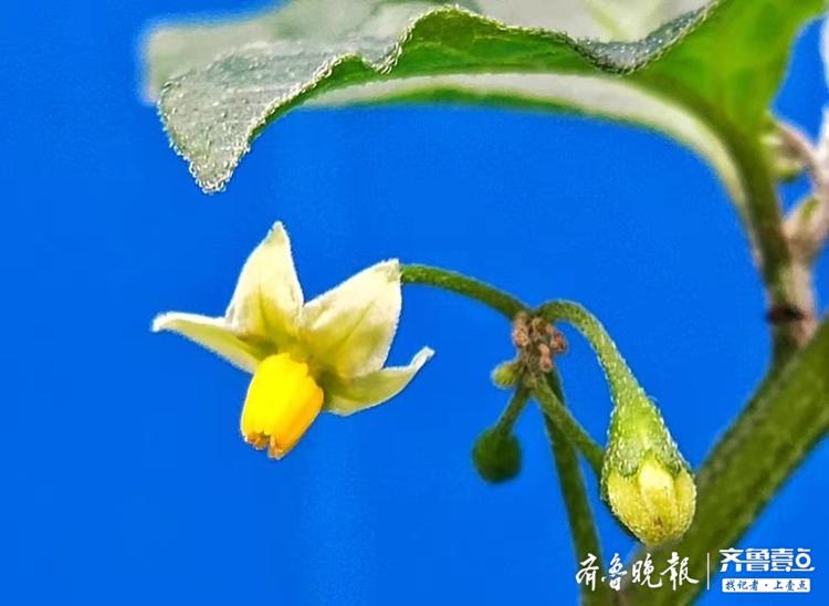 龙葵花开,白色花朵像盛开的小喇叭