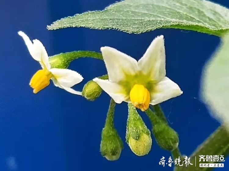 龙葵花开,白色花朵像盛开的小喇叭