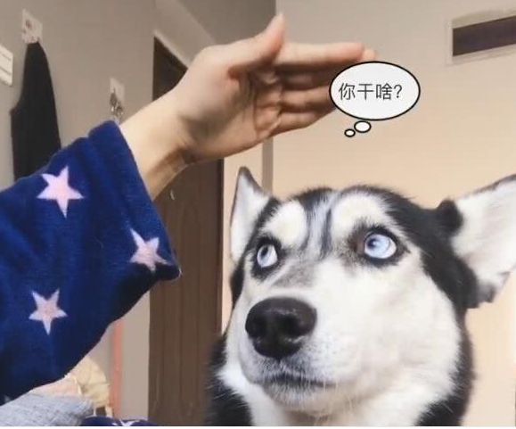 主人伸手抚摸二哈脑袋二哈叫主人死开眼神直说撸你妹
