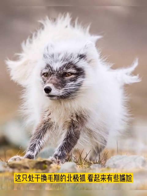 摄影师在格陵兰拍摄期间遇到一只可爱的北极狐!