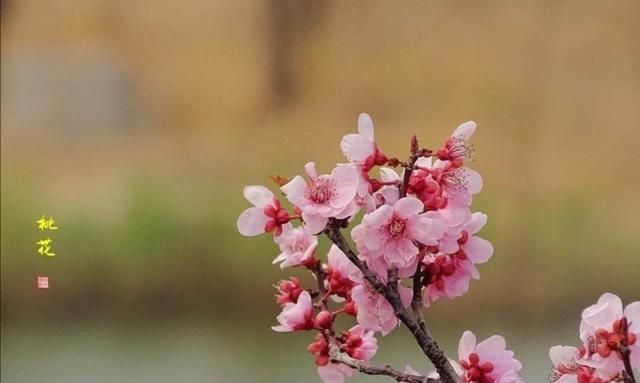 书法名家陆启成,楷书写唐伯虎《桃花庵歌》,美的像花一样