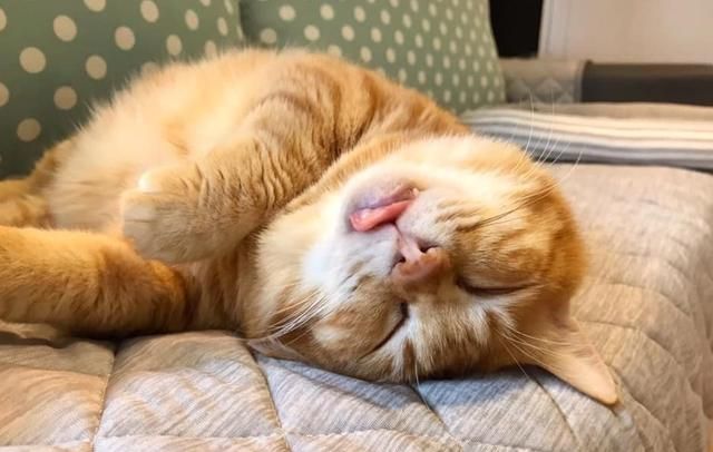 橘猫贪睡,每日昏睡20个小时,医生:这不是病,只能让它自然醒