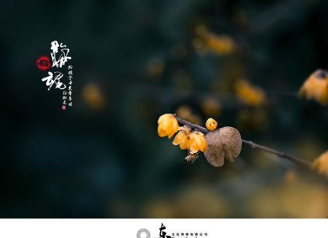 林逋隐居西湖孤山,终生不仕不娶