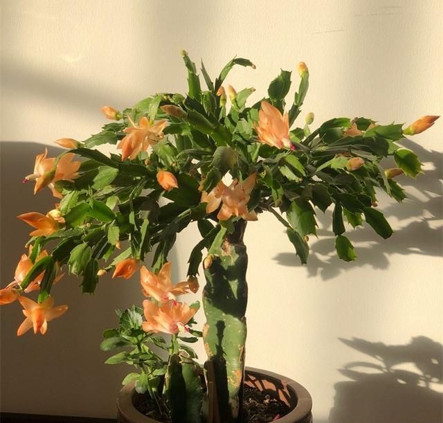 蟹爪兰"开花指南",简单易学,一次开花上百朵,朵朵漂亮