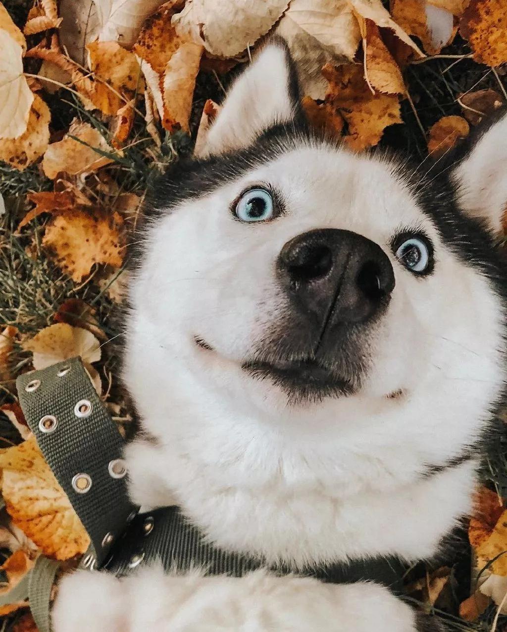 二哈也算是网络的开心果了,而它被