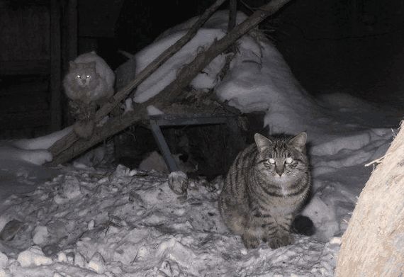 女子半夜听到啼哭声, 以为是家中来了不祥之物, 得知后无语了