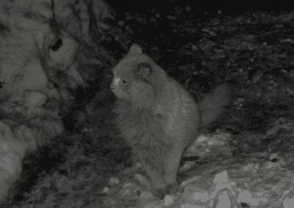女子半夜听到啼哭声, 以为是家中来了不祥之物, 得知后无语了