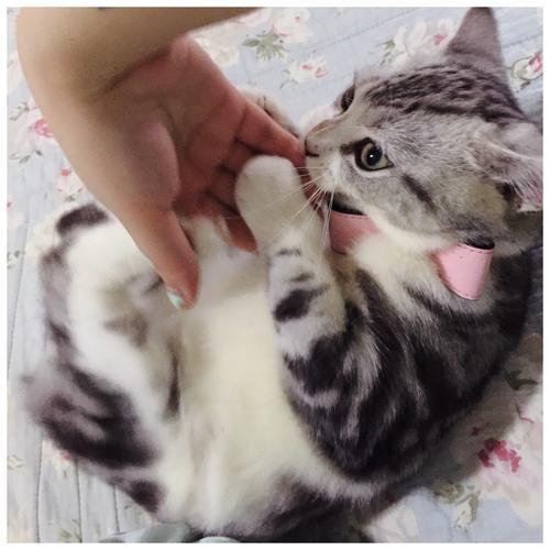 猫咪爱咬人怎么办？用猫的思维和行为方式解决咬人问题