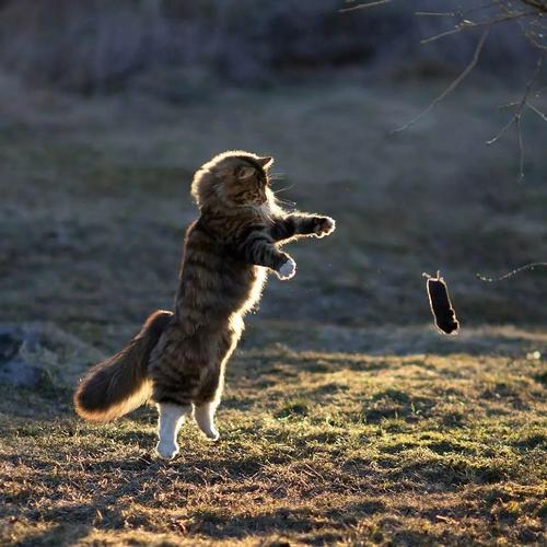 猫咪爱咬人怎么办？用猫的思维和行为方式解决咬人问题