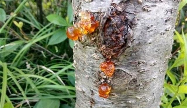 碧桃病害防治技术 防治桃树流胶病,抓好冬春有利时机