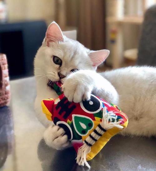 猫咪爱咬人怎么办？用猫的思维和行为方式解决咬人问题